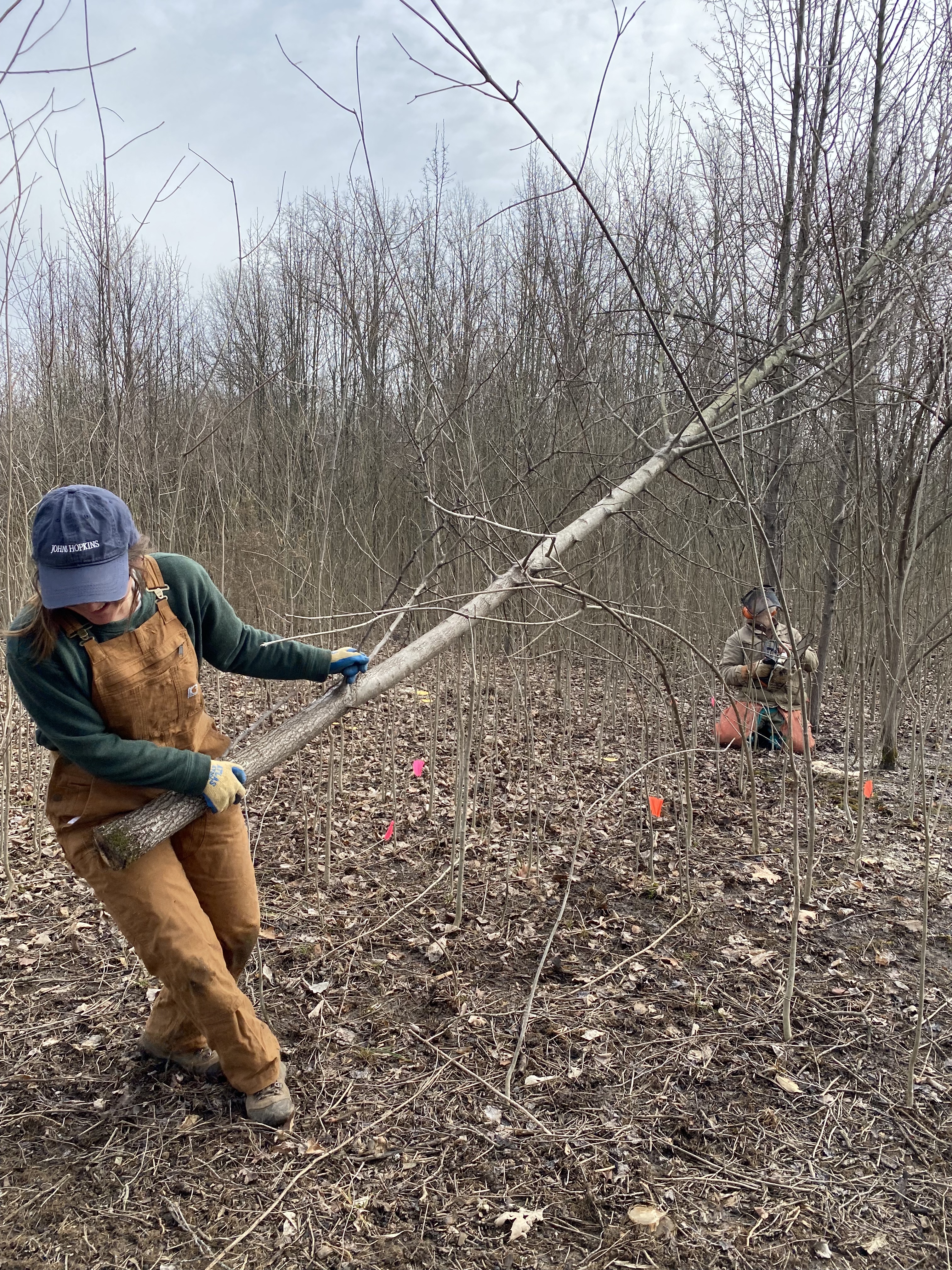 A person dragging a cut tree limb during habitat restoration at Kingswood Park.